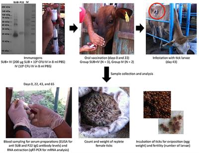 Oral Vaccination With a Formulation Combining <mark class="highlighted">Rhipicephalus microplus</mark> Subolesin With Heat Inactivated Mycobacterium bovis Reduces Tick Infestations in Cattle